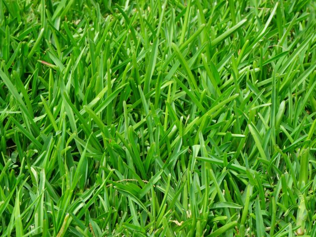 A Guide to Choosing the Best Type of Sod for Your Family Backyard
