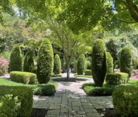 Holladay- Pavers, Evergreens bushes and plants